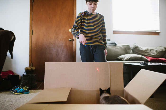 Cat with laser pointer